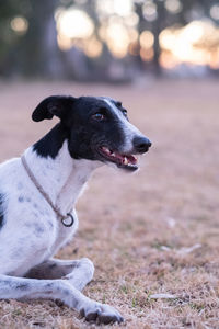 Portrait of a greyhound dog