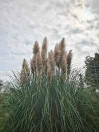 Low angle view of trees growing on field against sky