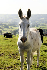 Portrait of horse standing on field