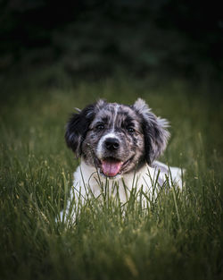 Portrait of dog on field