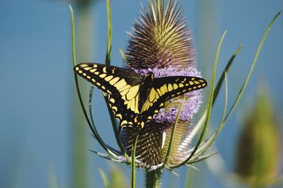 Close-up of butterfly on plant