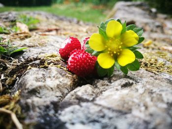 Close-up of flowering plant on rock