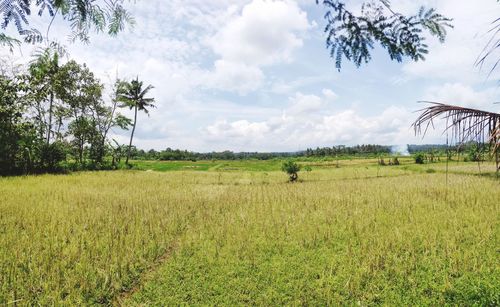 Scenic view of field against sky