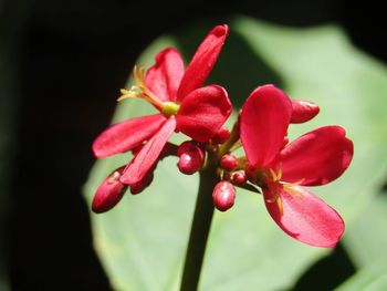 Close-up of pink flower growing on plant