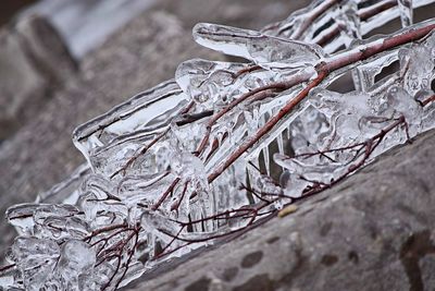 Close-up of frozen tree during winter