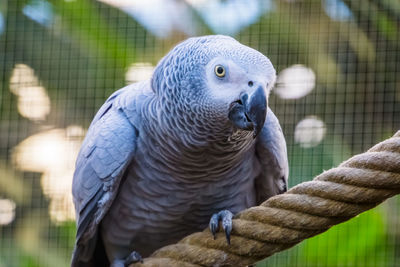 Close-up of parrot in cage