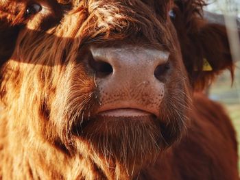 Highland cattle snout 