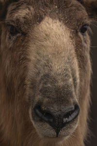 Close-up of horse