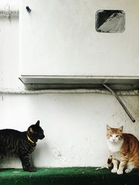 Cat sitting on window