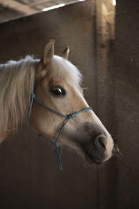 Close-up of a horse in ranch