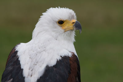 Close-up of eagle against blurred background