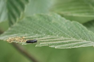 Close-up of insect on green leaf