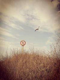 Bird flying over grass against sky