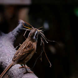 Close-up of insect