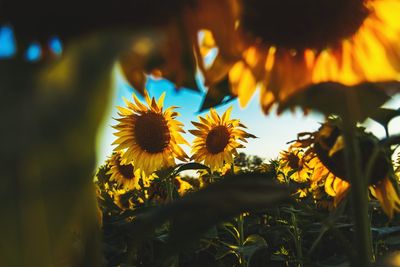 Close-up of yellow flowers blooming outdoors