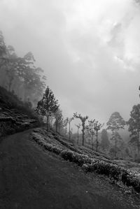 Road by trees against sky