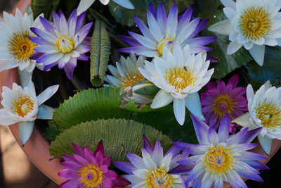 Top veiw the waterlily colorful with insect in bowl decorated in the garden