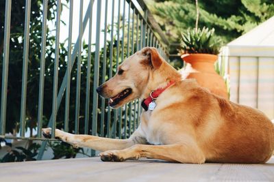 Close-up of dog sitting by railing