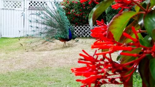 Close-up of peacock with red flowers