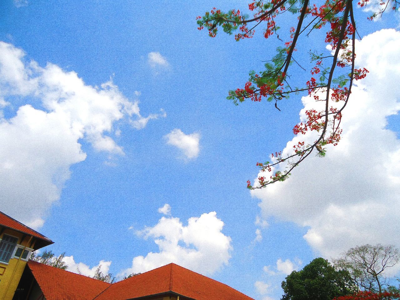 low angle view, sky, built structure, architecture, cloud - sky, tree, cloud, high section, cloudy, blue, day, outdoors, nature, no people, growth, beauty in nature