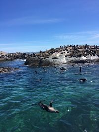 View of ducks swimming in sea