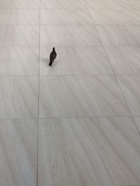 High angle view of bird walking on floor