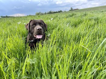 Dog on field