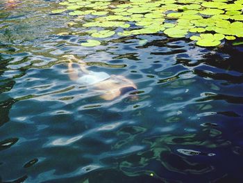 High angle view of jellyfish swimming in lake