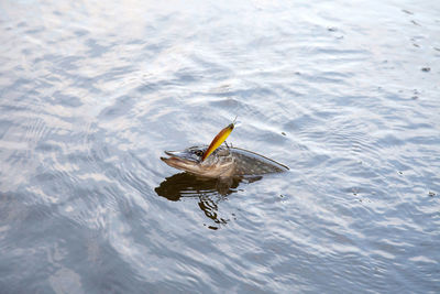 High angle view of bird flying over sea