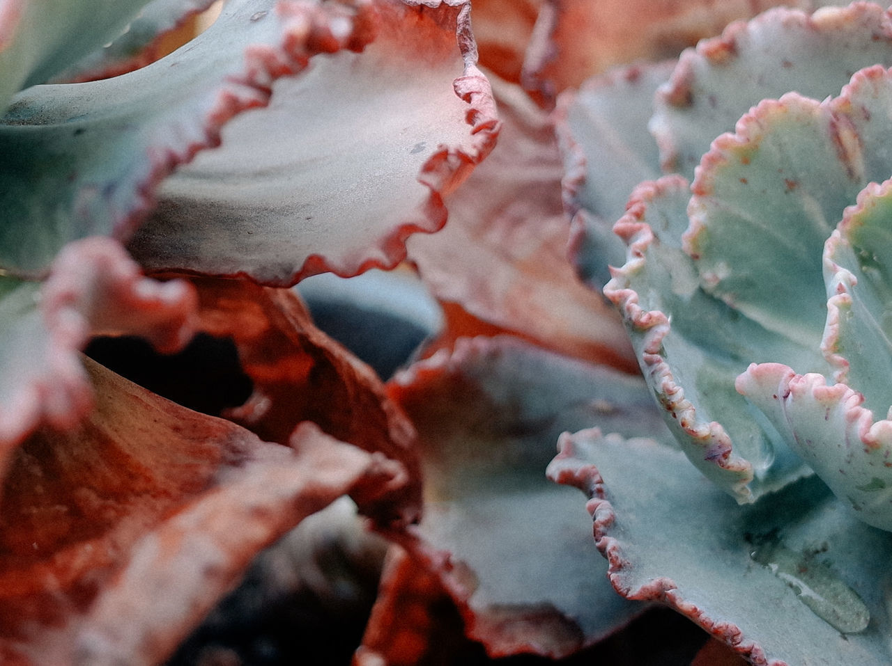 FULL FRAME OF SUCCULENT PLANT