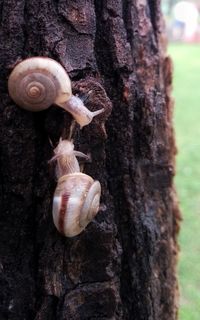 snail