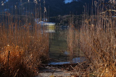 Scenic view of lake in forest