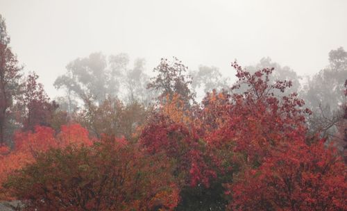 Red flower trees against sky