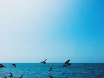 View of seagulls on sea against clear sky