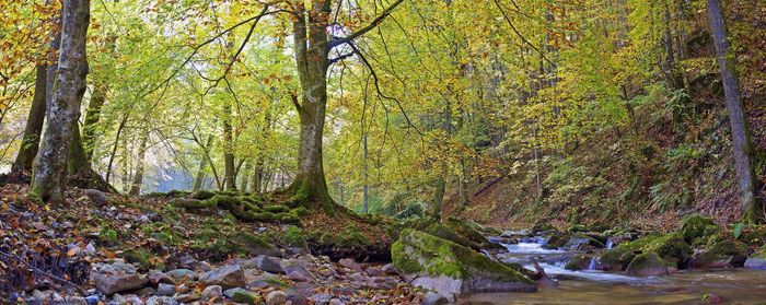 Trees growing in forest during autumn