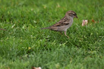 Bird perching on a field