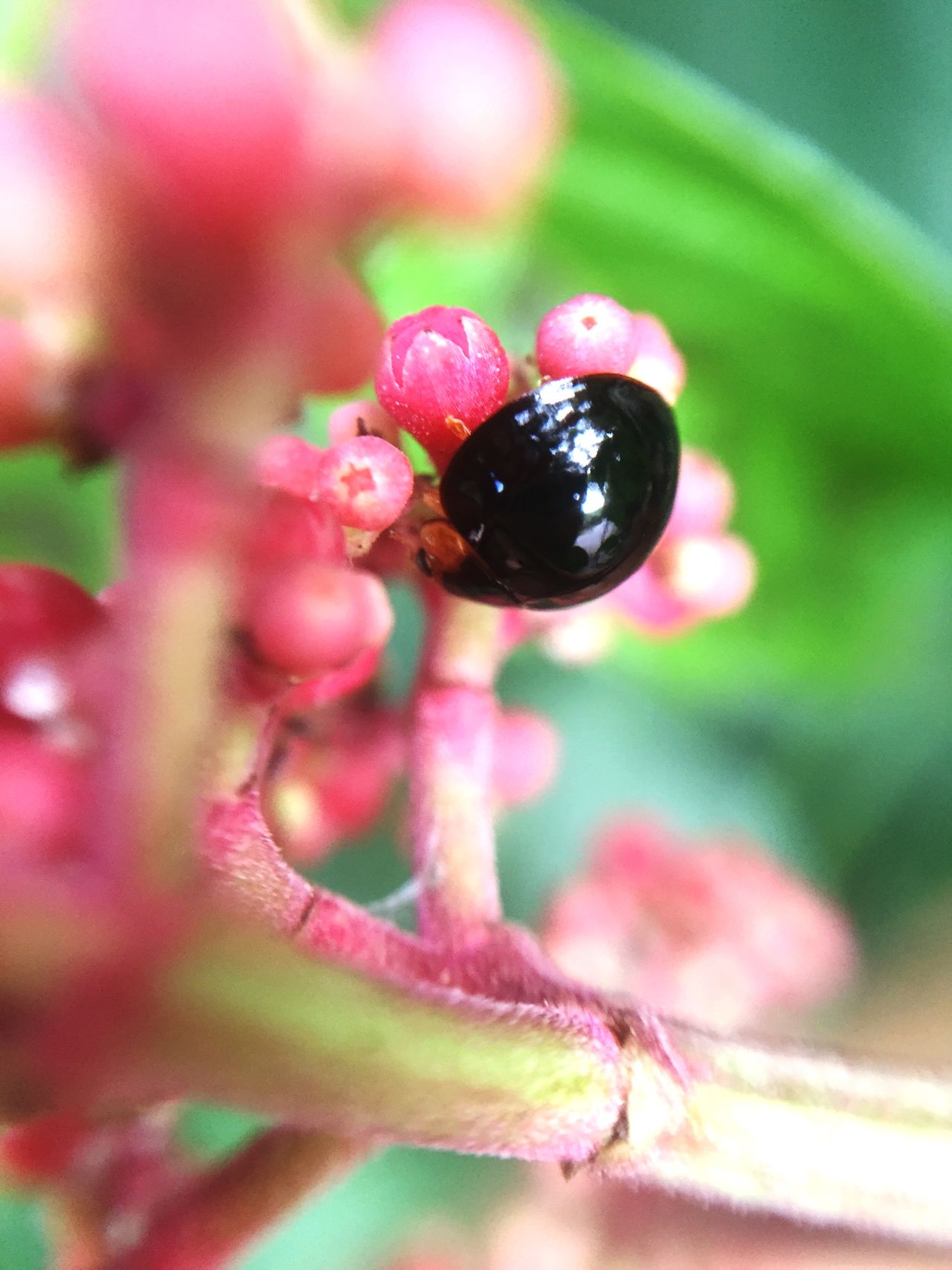 Singapore Botanic Gardens (Tanglin Gate)