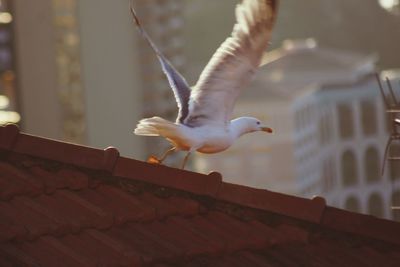 Low angle view of seagull on roof