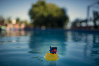 Close-up of toy floating on swimming pool