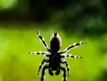 Close-up of spider