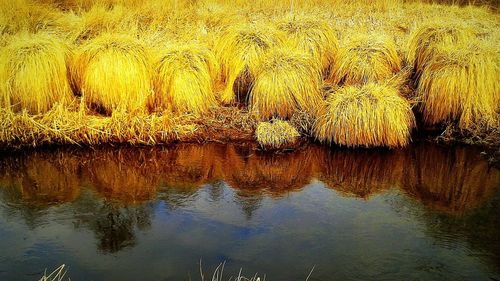 Reflection of trees in water