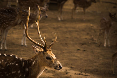 Deer in a field