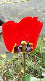 Close-up of red poppy flower