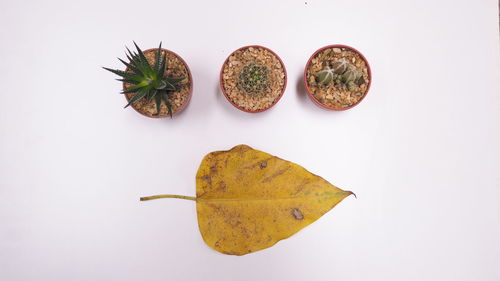 Close-up of plant against white background