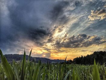 Plants growing on field against sky during sunset