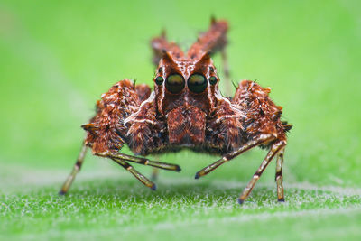 Close-up of spider