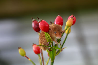 Close-up of rodent on plant
