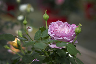 Close-up of pink rose flower