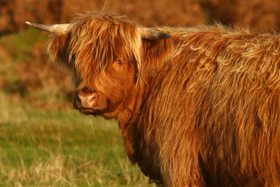 Close-up of a cow