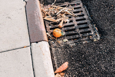 High angle view of insect on street